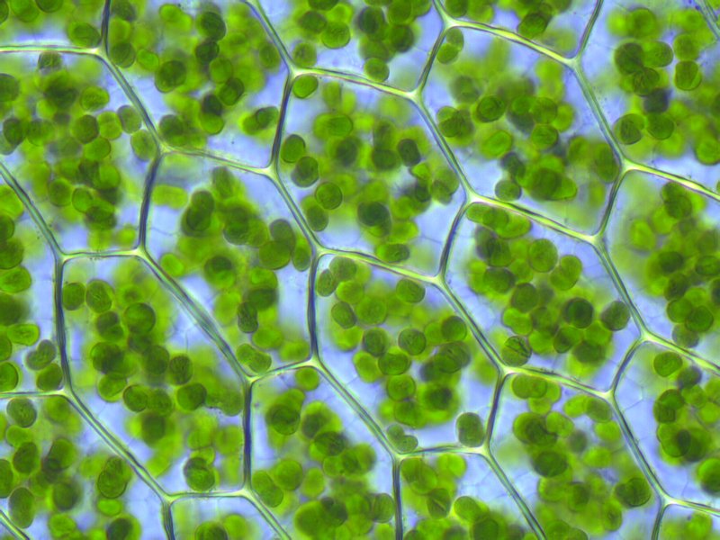 Bei den Landpflanzen findet die Photosynthese in den Chloroplasten statt, hier in der Blattspreite eines Laubmooses.