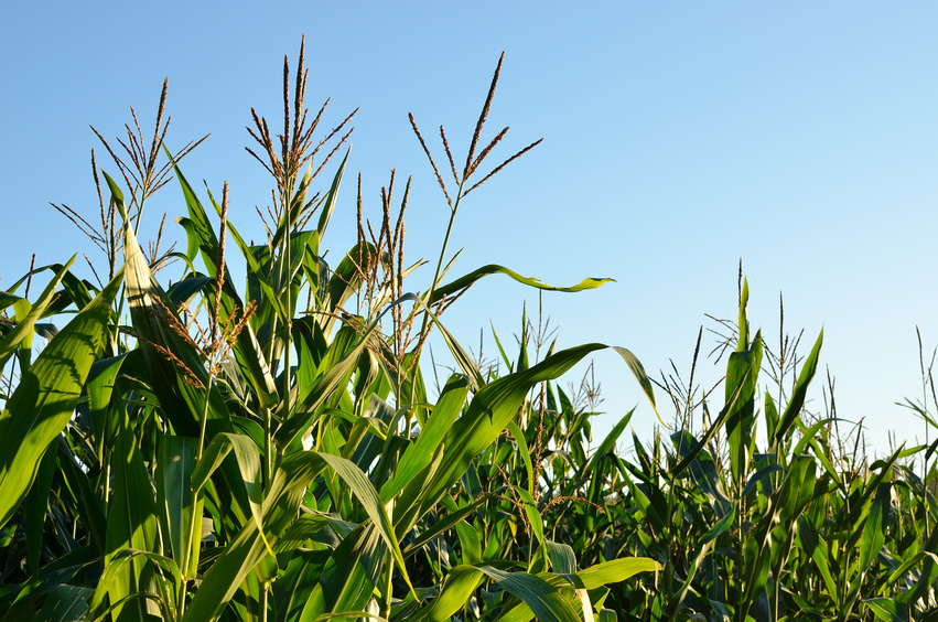 Früher Blüher: Weil unsere Vegetationsperioden kürzer sind, besitzen europäische Maissorten besonders viele 