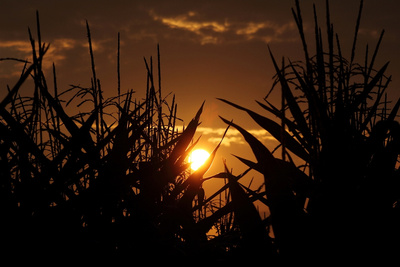 Kurztagsgene südamerikanischer Maislinien sollen die Wachstumssperioden europäischer Energiemaissorten verlängern.