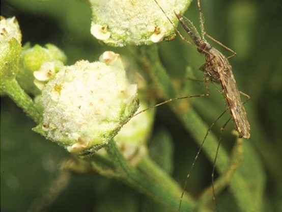 Eine Anopheles-Mücke bei der vegetarischen Zwischenmahlzeit. Verspeist werden vor allem die Blumen des Unkrautes Parthenium hysterophorus. (Bildquelle: © Nyasembe et al. 2015, PLoS ONE; CC0)