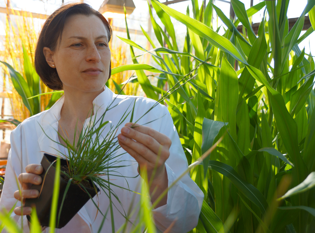 Regina Belz von der Universität Hohenheim untersucht das Phänomen der Hormesis bei Pflanzen. (Bildquelle: © Belz)