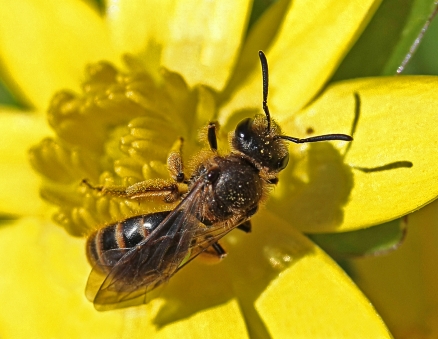 Ein fleißiges Bienchen bei der Arbeit. (Quelle: © Angelika Wolter / www.pixelio.de)