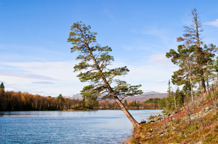 Die Forscher untersuchten lebende Kiefern, die an Seen in Finnland und Nordschweden wuchsen und nahmen Proben von fossilen Kiefern, die auf dem Grund von Seen der Region konserviert wurden. 