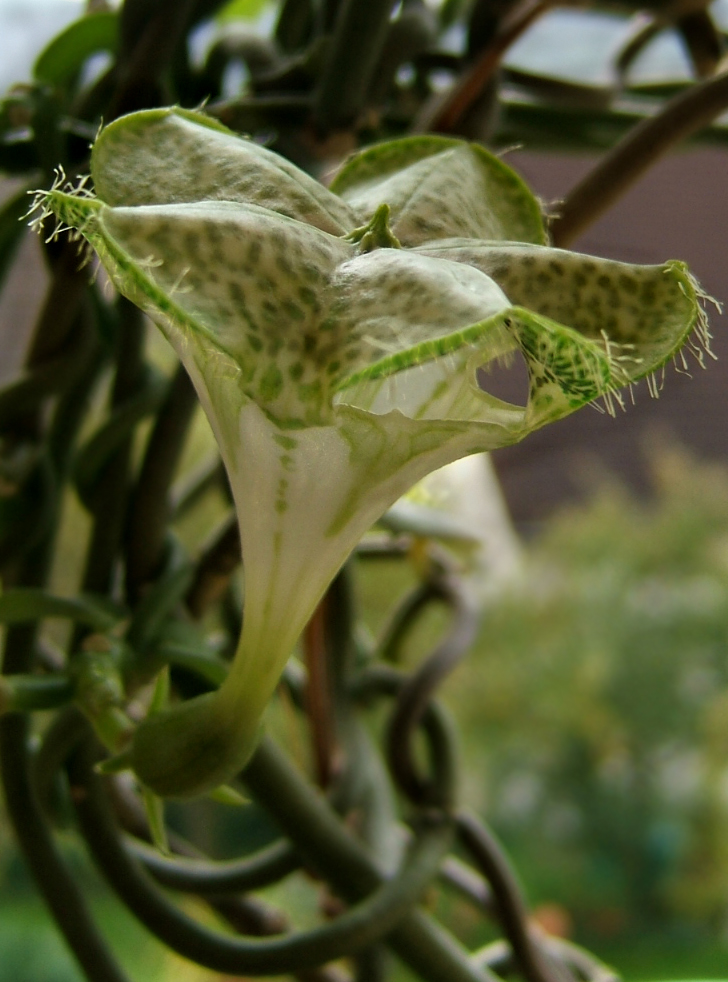 Der Geruch lockt die Fliegen in die kesselförmigen Blüten, wo sie für etwa einen Tag eingeschlossen werden. (Bildquelle: © Wildfeuer/wikimedia.org; CC BY-SA 2.5)