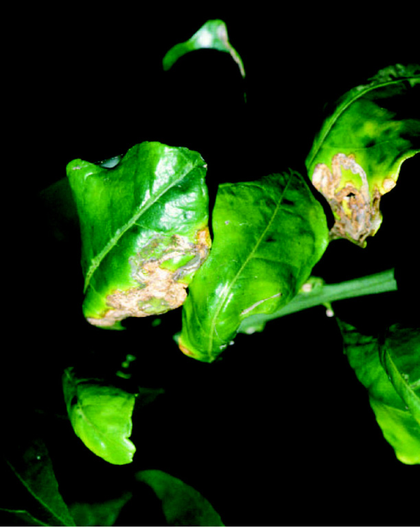 Typisch für Zitruskrebs sind Läsionen auf den Blättern.