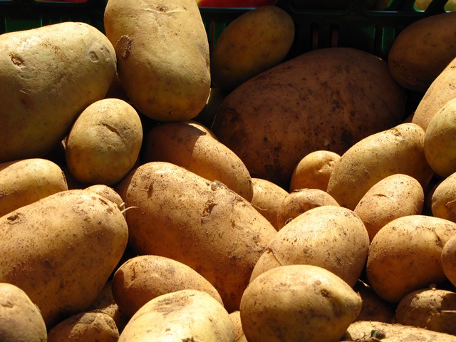 Kartoffeln enthalten von Natur aus wenig Eiweiß. Forscher wollen dies nun ändern (Quelle: © Rainer Sturm / PIXELIO www.pixelio.de).