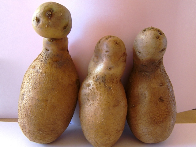 Kartoffelsorten mit klangvollen Namen, wie Sieglinde, Bellarosa oder Collette unterscheiden sich nicht nur durch die Eigenschaften ihrer Kartoffeln, sondern auch durch die Jahreszeit, in denen sie ihre Knollen ausbilden (Quelle: © Helgro / pixelio.de).