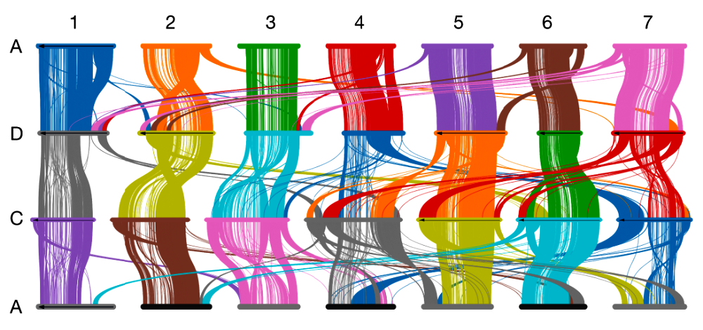 Beispielhafte Abbildung aus der Veröffentlichung des Hafergenoms. Gezeigt sind sogenannte Syntenie-Blöcke.
