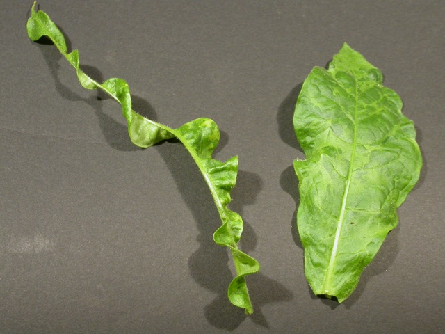 Symptome von CMV an Tabak. Rechts blasige Blattoberfläche mit Mosaikverfärbung, Links Rückbildungen der Blätter, das so genannte Schnürsenkelsymptom (Quelle: © H. Ziebell / JKI, Braunschweig)