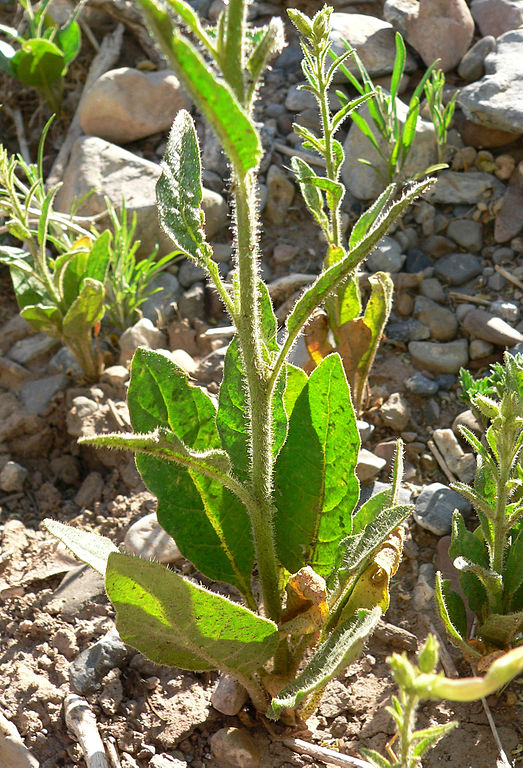 Wildwachsender Tabak (Nicotiana attenuata) diente den Forschern als Versuchsobjekt. (Quelle: © Stan Shebs / Wikimedia.org; CC BY-SA 3.0)