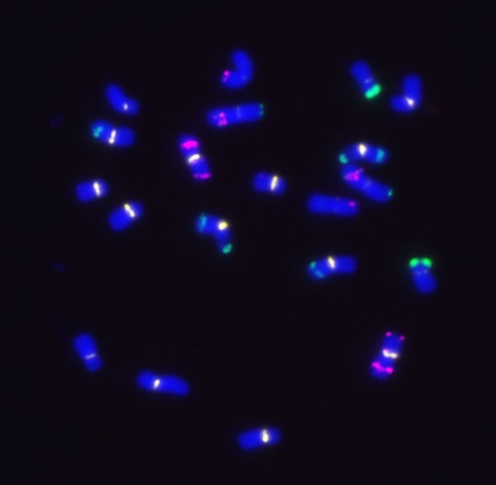 Mais Metaphase-Chromosomen. Zytogenetische Methoden ermöglichten es, Unterschiede zwischen den Maislinien durch das Mikroskop zu erkennen.
