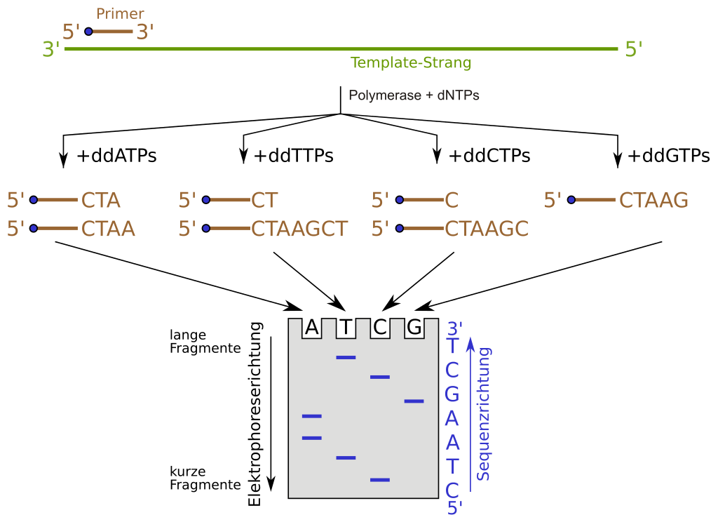 Prinzip der DNA-Sequenzierung nach der Didesoxy-Methode.