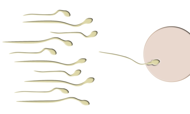 Obwohl männliche und weibliche Keimzellen die gleichen Gene tragen, unterscheiden sich ihre Genome durch unterschiedliche Genaktivitätsmuster. Beim Imprinting wird nur eine aktive Genkopie entweder vom Mutter oder vom Vater an die Nachkommen weitergegeben (Quelle: © Thommy Weiss / pixelio.de).