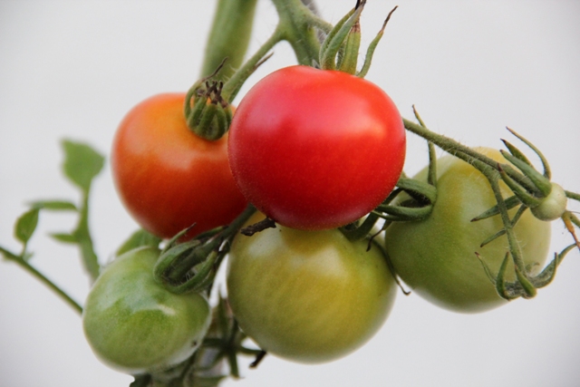 Bei der Fruchtreife entstehen in den Zellen der Tomatenpflanze immer mehr Chromoplasten, die für das charakteristische Rot der Früchte sorgen. (Quelle: © Marcel Erler / Pixelio.de)