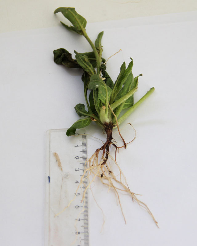 Durch den Befall von Pilzen der Gattungen Alternaria und Fusarium werden die Wurzeln des Kojotentabak angegriffen. Eine mögliche Lösung bietet die Biokontrolle mit selektierten Bodenbakterien.