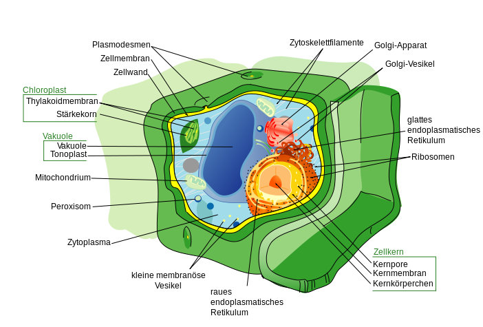 Aufbau einer Pflanzenzelle. Die pflanzliche Zellwand besteht hauptsächlich aus Kohlenhydraten, die aus Einfachzuckern zusammengesetzt sind. Einer dieser Einfachzucker ist die L-Fucose.
