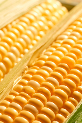 Für eine gute Ernte braucht auch Mais optimale klimatische Bedingungen. (Quelle: © iStockphoto.com/ DNY59)
