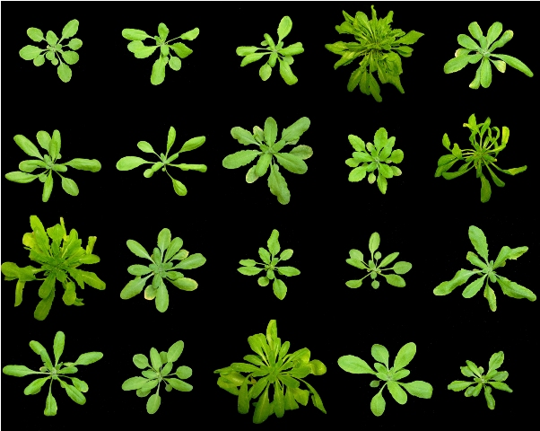 Verschiedene Mutanten von Arabidopsis thaliana. (Quelle: © Detlef Weigel / Max-Planck-Institut für Entwicklungsbiologie).