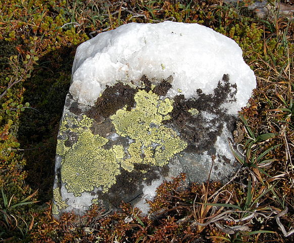 Die Landkartenflechte (Rhizocarpon geographicum) wächst auf Steinen. 