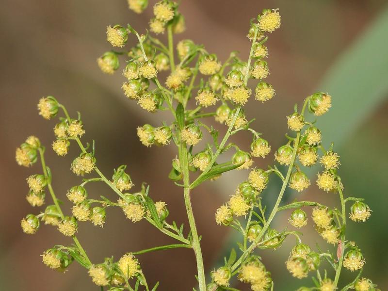 Die Blüten des Einjährigen Beifußes (Artemisia annua). Aus der Pflanze wurde in den Siebzigern Artemisinin, ein Wirkstoff gegen Malaria, isoliert.