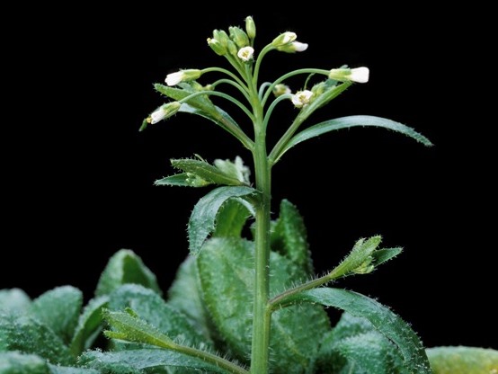 Sie war die erste Pflanze: Das Genom der unscheinbaren Ackerschmalwand (Arabidopsis thaliana) wurde im Jahr 2000 im Fachmagazin Nature veröffentlicht.
