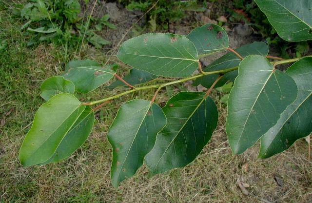 Acht Genome wurden untersucht, darunter auch das Erbgut der Westlichen Balsam-Pappel (Populus trichocarpa). (Quelle: © Sten Porse / Wikimedia.org; CC BY-SA 3.0) 