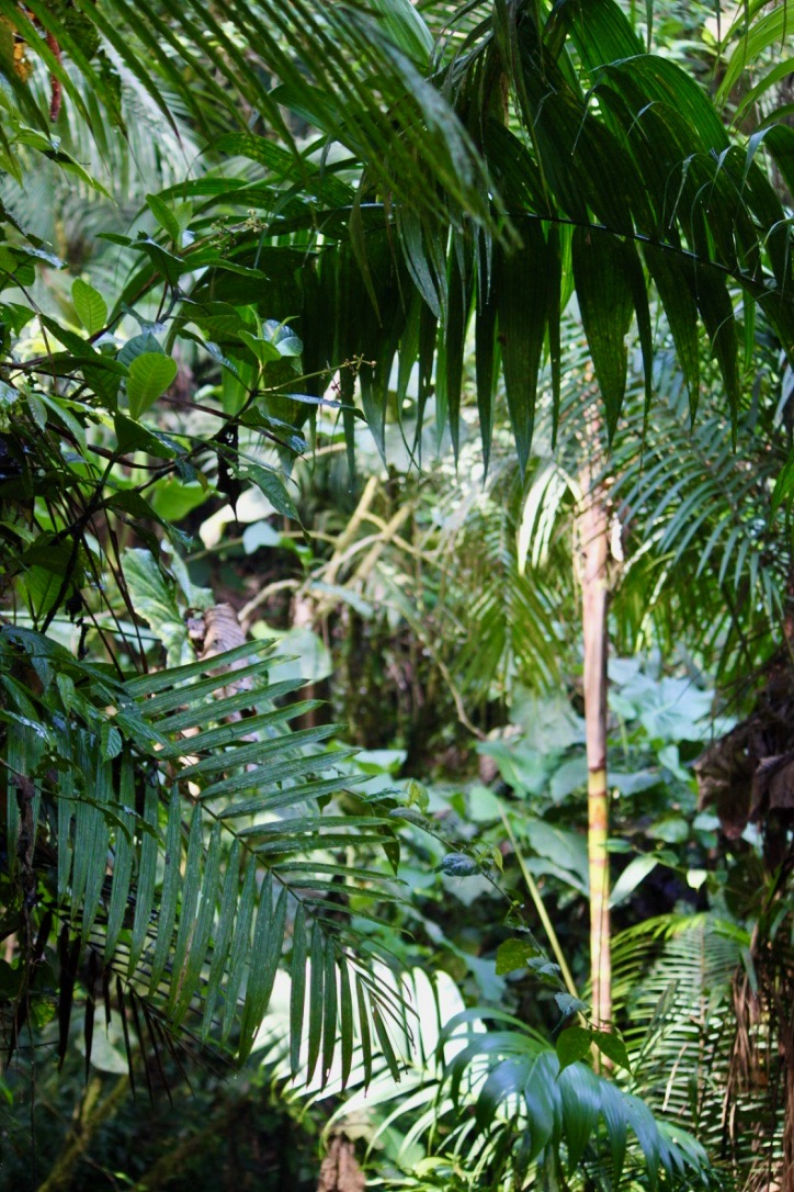 Regenwald in den Anden – noch herrscht hier ein Nebeneinander von Pflanzen mit großen und kleinen Samen.
