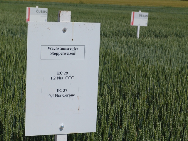 Weizenversuchsfeld - die Wissenschaftler untersuchten die Kosten eines Freilandversuchs (Quelle: © Geschäftsstelle Pflanzenforschung).