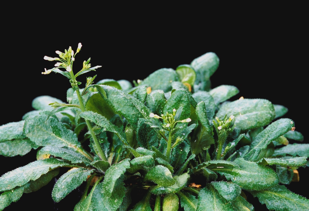 Mit dem Hemera-Gen und optimalen Lichtverhältnissen entwickelt sich die Pflanze prächtig.