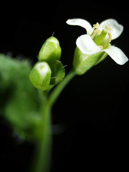 Auch die Bildung von Blüten wird durch Calcium gesteuert. (Quelle: © Suisetz / Wikimedia.org; CC BY-SA 3.0)
