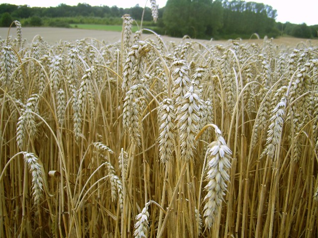 Reifer Weizen auf dem Feld. (Quelle: © H.-J. Sydow / wikimedia.org; gemeinfrei) 