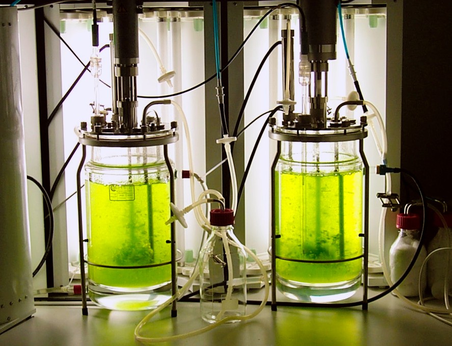 Algenbioreaktor im Labor (Quelle: © Eva Decker, Universität Freiburg, AG Reski / wikimedia.org; CC BY-SA 1.0).