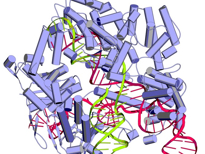 Schematische Darstellung des Proteins Cas9 (lila) zusammen mit guide RNA (pink) und DNA (grün). Forscher haben die CRISPR-Cas9-Technologie so weiterentwickelt, dass damit Punktmutationen korrigiert werden können. (Bildquelle: © molekuul.be/Fotolia.com)