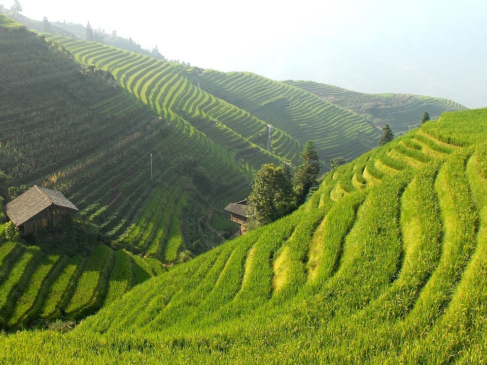 Die dominierende Nahrungspflanze in China ist der Reis, der schon seit tausenden von Jahren in weitläufigen Terrassen angebaut wird.
