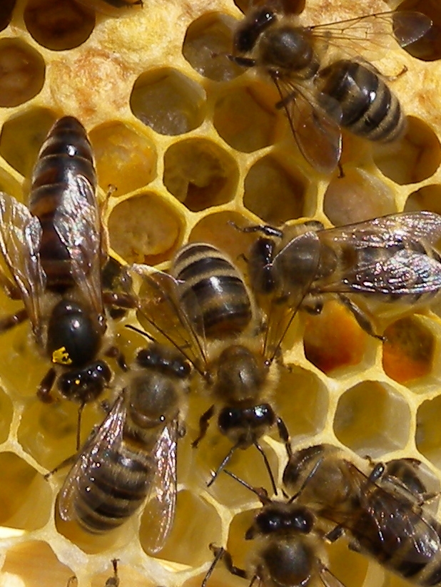 Bienen bei der Arbeit an Bienenwaben. (Quelle: ©  Heike Dommrich / PIXELIO - www.pixelio.de)
