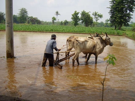 Reisfelder sind immer häufiger einem Wechsel aus Überschwemmungen und Dürreperioden ausgesetzt.