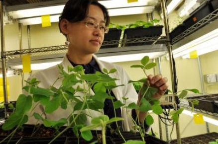 Die Leiterin der Arbeitsgruppe, Dr. Wenbo Ma, mit Sojapflanzen im Labor.