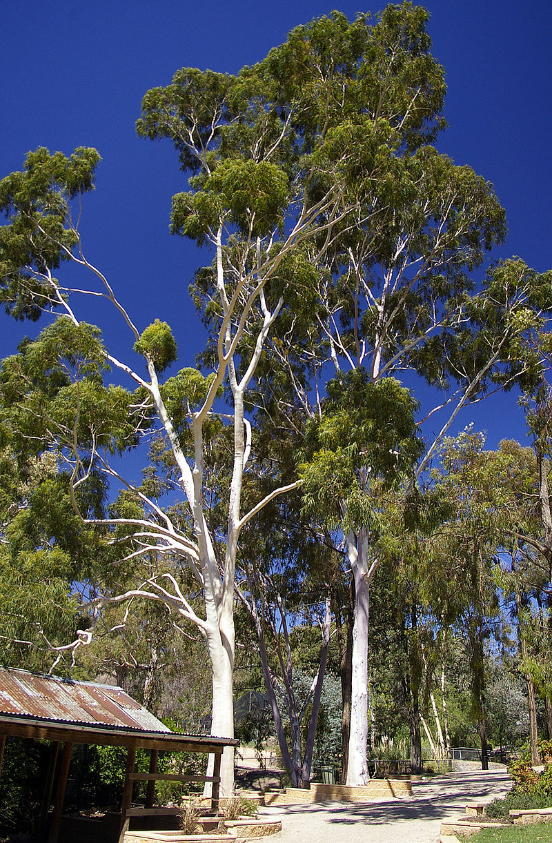 Die Kraft steckt in den Blättern der bis zu 50 Meter hohen Zitroneneukalyptusbäume. Das dunkel rotbraune Holz, das sich hinter der hellen Borke versteckt, spielt in der Forstwirtschaft eine wichtige Rolle. Hauptverbreitungsgebiet ist die Ostküste Australiens.