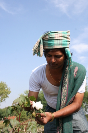 Der Anbau von Baumwolle hat in Indien eine lange Tradition (Quelle: © iStockphoto.com/ vishwanath reddy ).