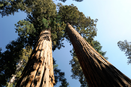 Küstenmammutbäume im Sequoia Nationalpark, USA.