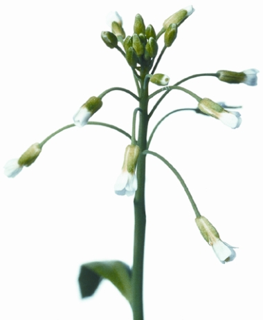 Modellpflanze Arabidopsis thaliana ist Forschungsobjekt für besseres Verständnis des Zellwachstums (Quelle: © GABI Geschäftstelle)