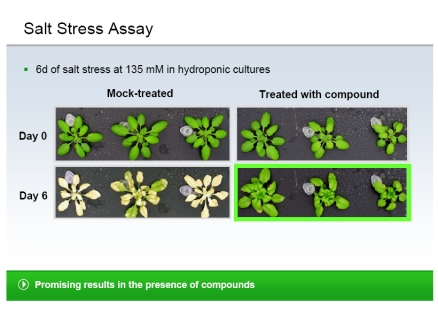 Positive Auswirkung der Bioregulatoren auf die Stresstolleranz - Nach 6 Tagen zeigen die unbehandelten Pflanzen sklerotische und beginnende nekrotische Effekte.