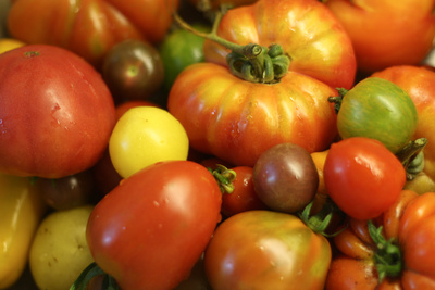 Die Vielfalt der Tomaten wird auf mehrere tausen Sorten geschätzt. Sorten, mit niedrigem Essigsäureestergehalt schmecken uns besonders gut. (Quelle: © Steffi Pelz/ www.pixelio.de)