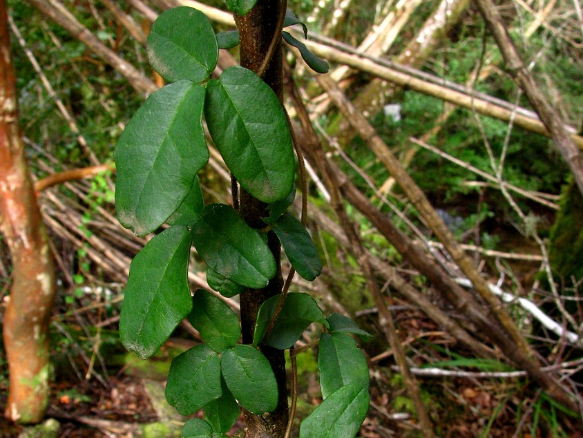 Die Kletterpflanze Boquila trifoliata zeigt eine extrem variable Form der Blattmimikry. Auf dem Bild ist ihre ursprüngliche Blattform zu sehen. (Bildquelle: © Inao/ wikimedia.org/ CC BY-SA 2.0)