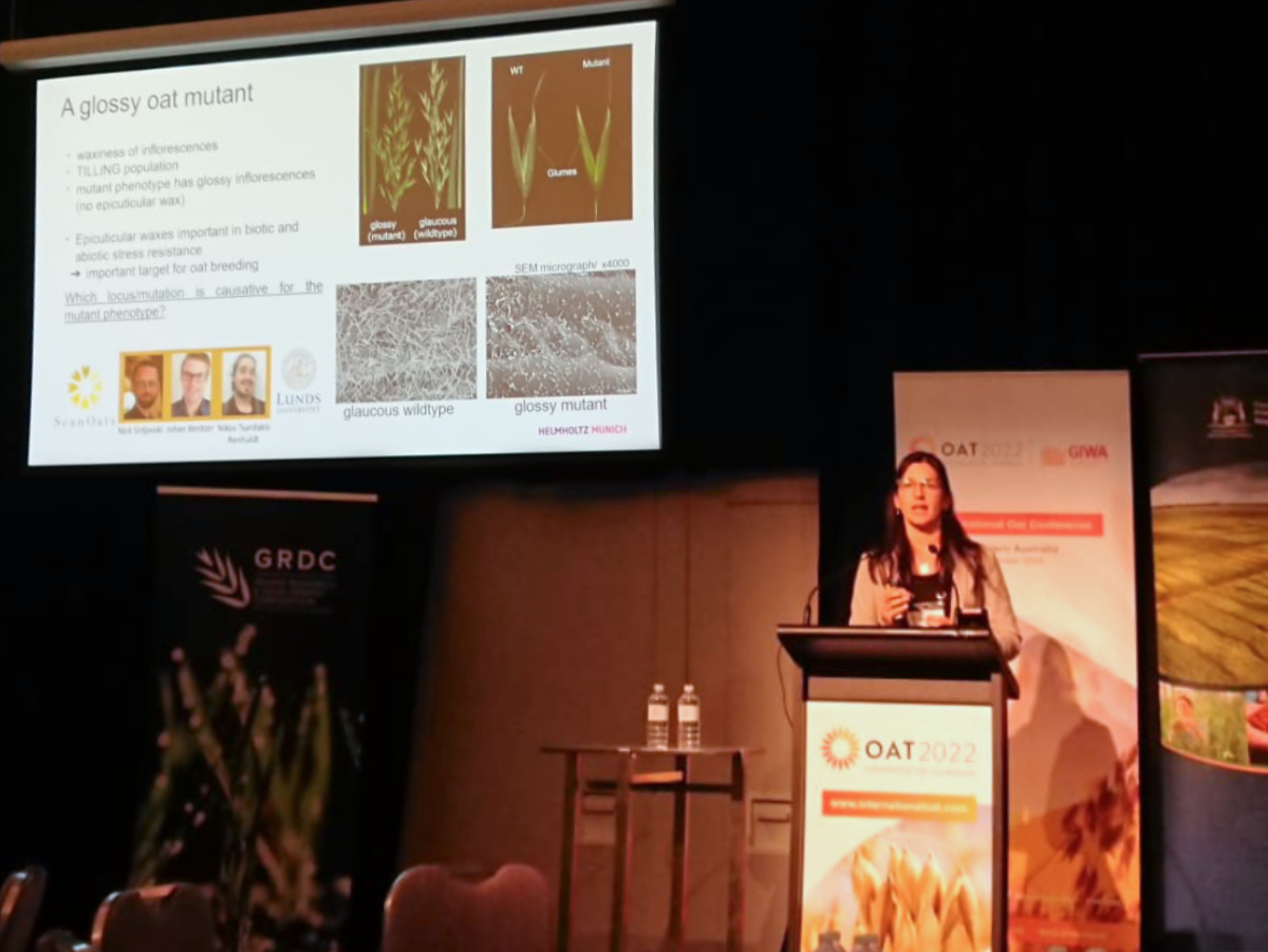 Auf der Fachtagung „International Oat Conference“ in Perth, Australien, hielt Nadia Kamal einen Vortrag über das Hafer-Genom.

