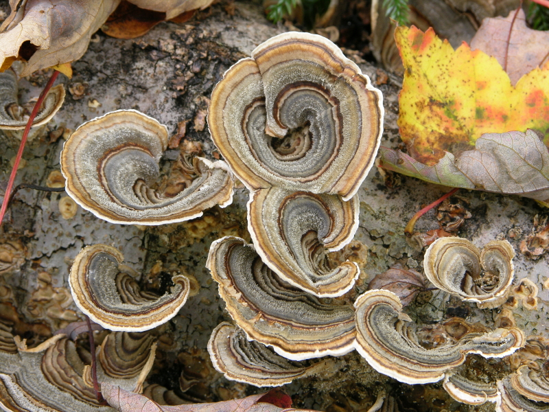 Die Schmetterlings-Tramete (Trametes versicolor) ist ein auch bei uns häufig vorkommender, holzzersetzender Pilz. (Quelle: © iStockphoto.com/ EIBrubaker)