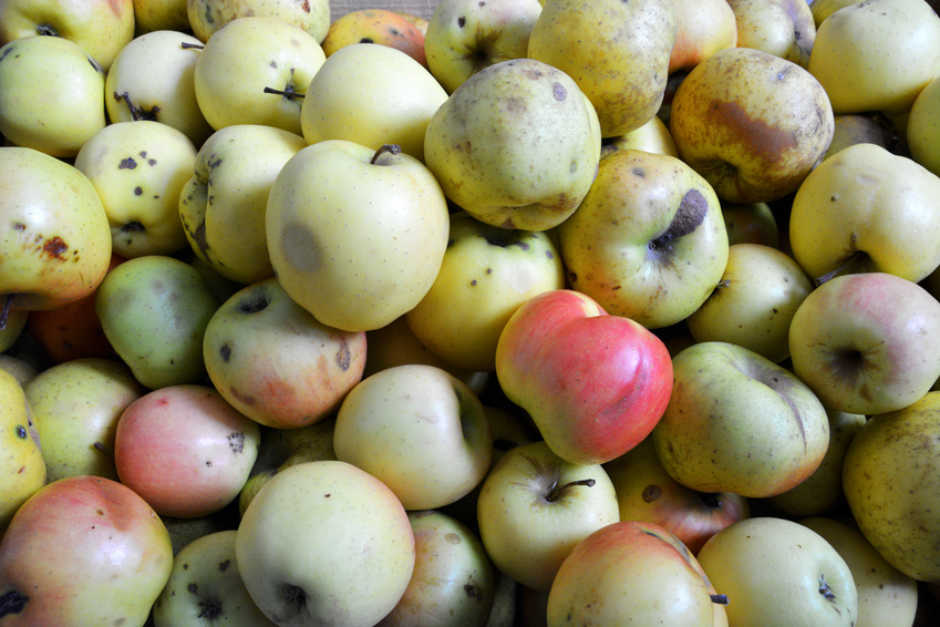 Viele nährstoffreiche Äpfel werden aufgrund ihrer Form, Größe und Färbung nach der Ernte aussortiert. Sie könnten als nachwachsende Rohstoffe in Batterien zum Einsatz kommen. (Bildquelle: © uzkiland - Fotolia.com)