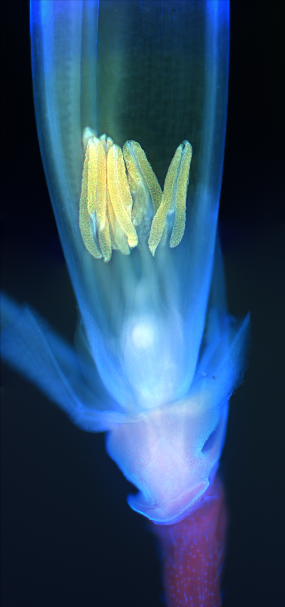 Fluoreszenz-Mikroskopfaufnahme einer Reisblüte.
