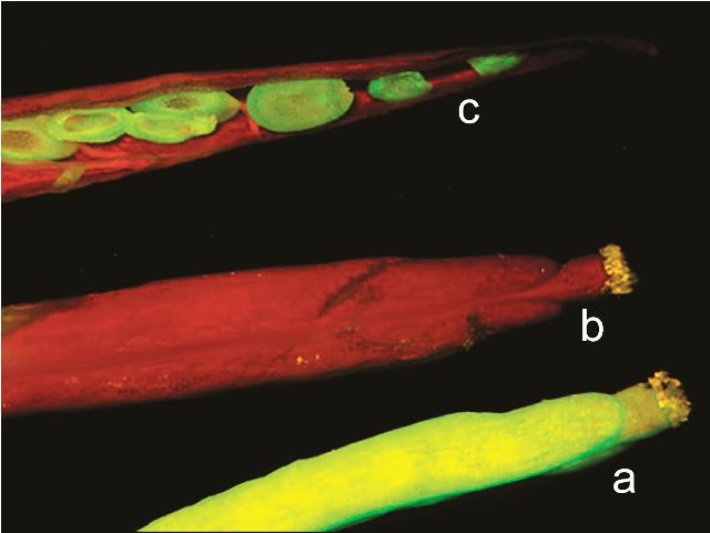 Die Transgeninaktivierung ist reversibel. Die unter (b) und (c) gezeigten Schoten transgener Arabidopsispflanzen wiesen Inaktivierung der GFP-Transgene auf, die Samen in der geöffneten Schote (c) zeigten jedoch GFP-Fluoreszenz und somit die Reaktivierung der GFP-Transgene in den Nachkommen. Zum Vergleich ist unter (a) die Schote einer Pflanze mit hoher und stabiler GFP-Expression gezeigt (Quelle: © Schmidt / Max-Planck-Institut für molekulare Pflanzenphysiologie).