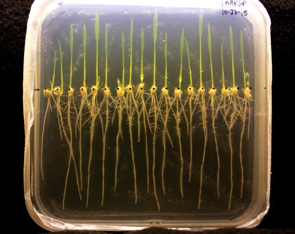 Reis im Experiment: Reis war die einzige Versuchspflanze, die an regelmäßig auftretende, längere Überschwemmungsphasen angepasst ist.
